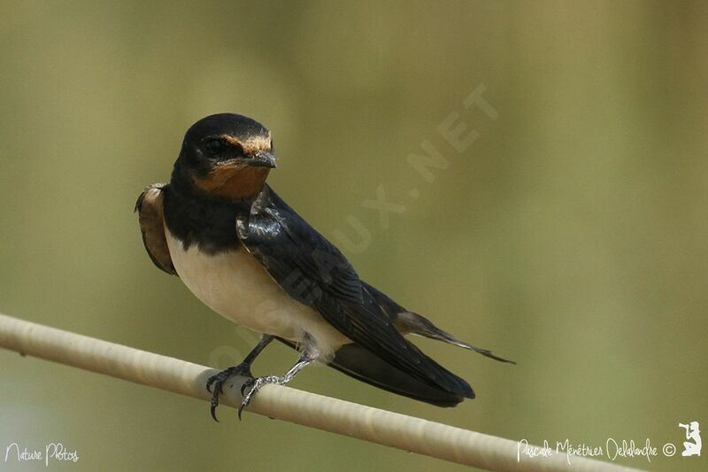 Barn Swallow