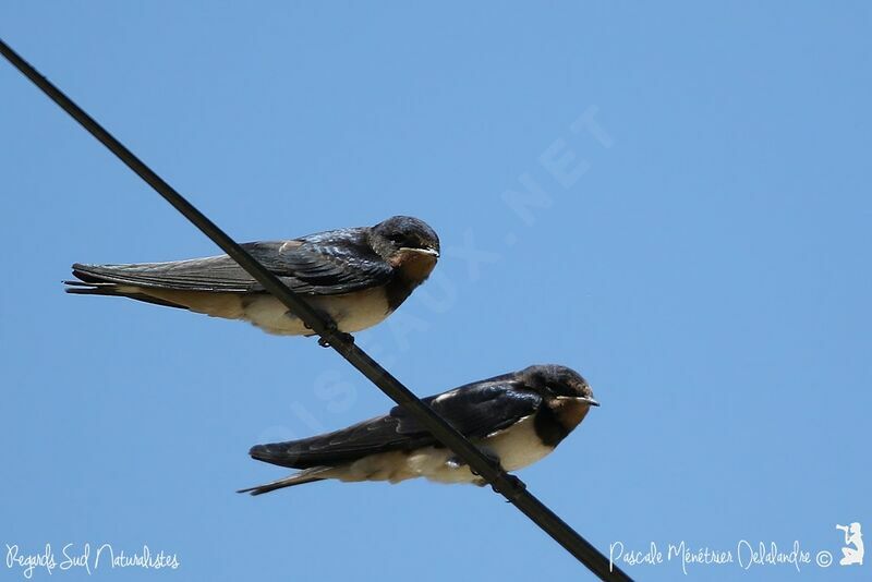 Barn Swallow