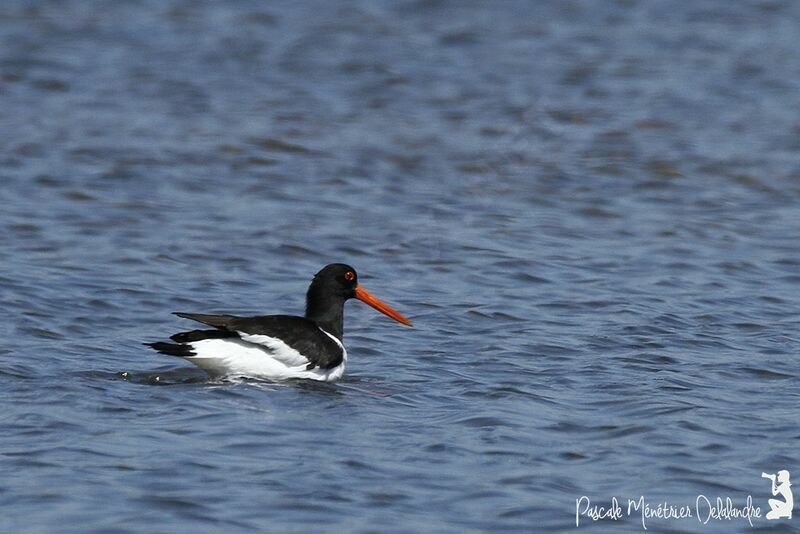 Eurasian Oystercatcher