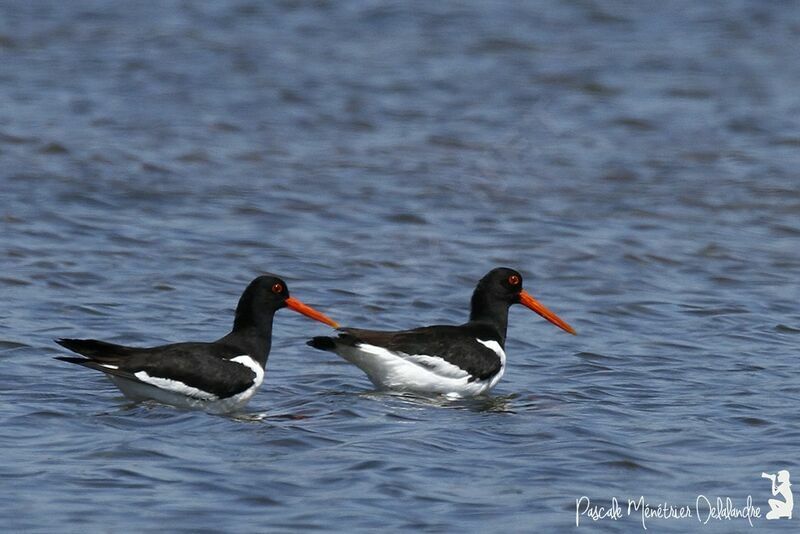 Eurasian Oystercatcher