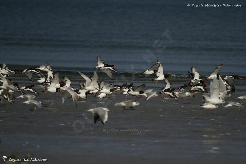 Eurasian Oystercatcher