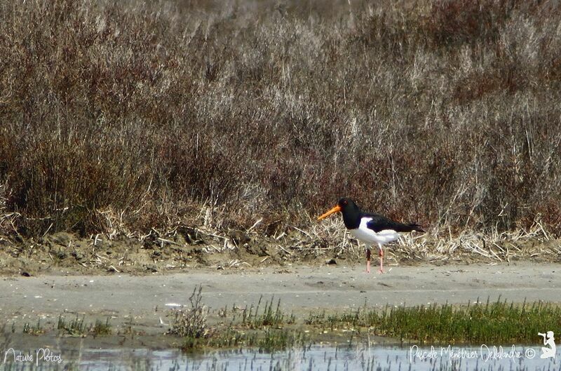 Eurasian Oystercatcher