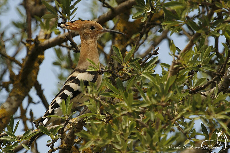 Eurasian Hoopoe