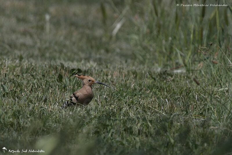 Eurasian Hoopoe