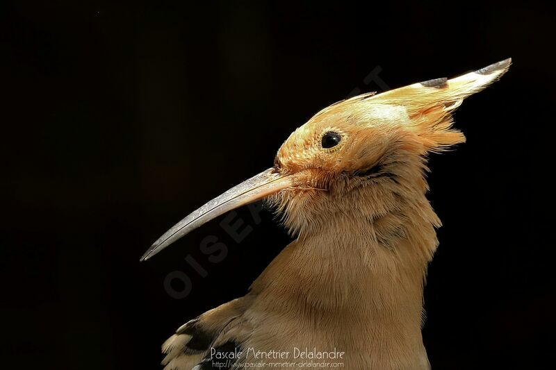 Eurasian Hoopoe