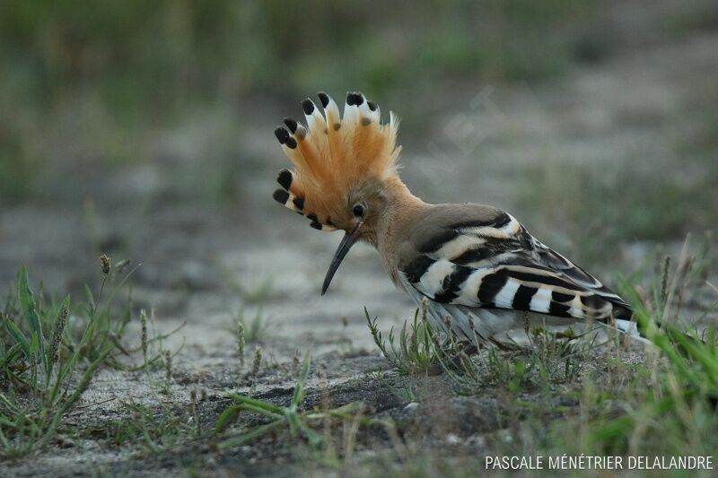 Eurasian Hoopoe