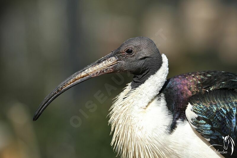 Straw-necked Ibis