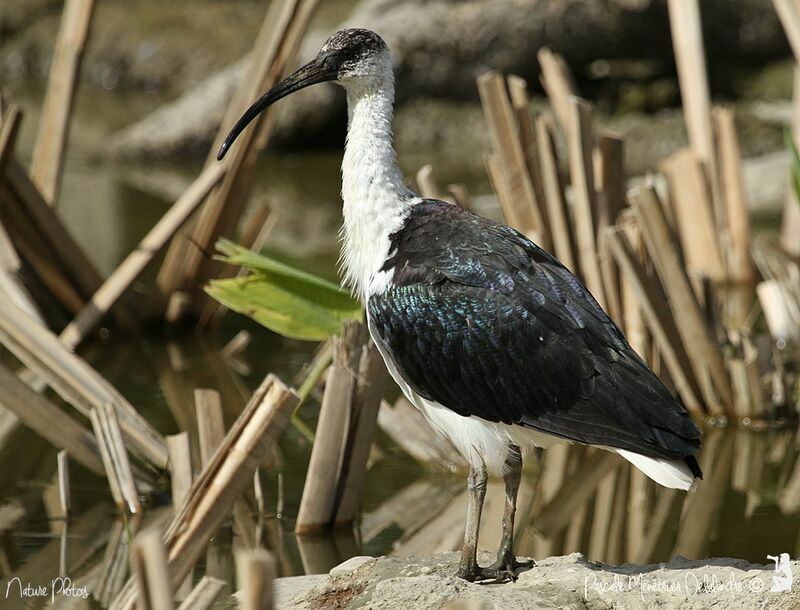 Ibis d'Australie