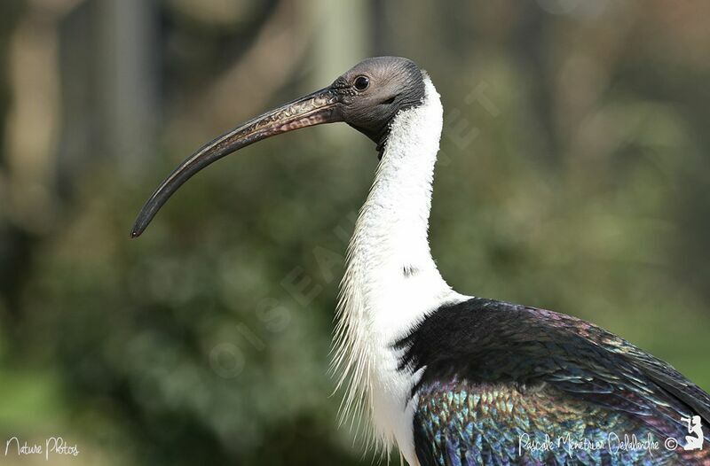 Straw-necked Ibis