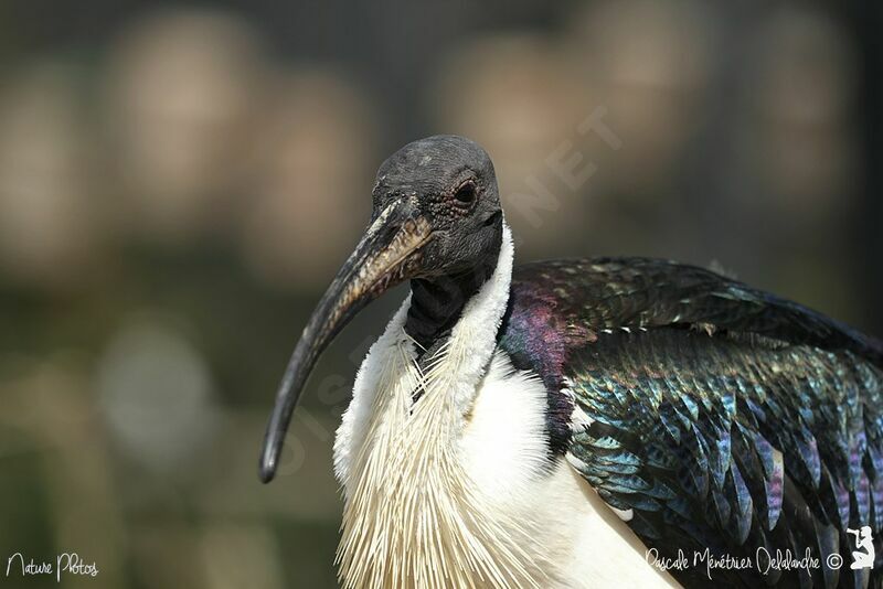 Straw-necked Ibis