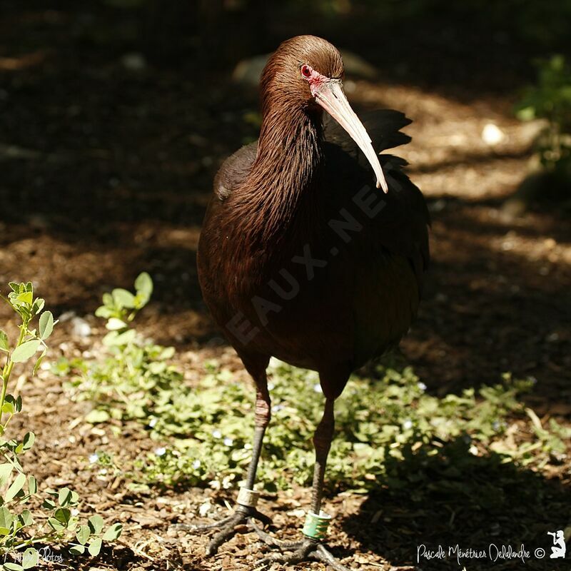 Puna Ibis