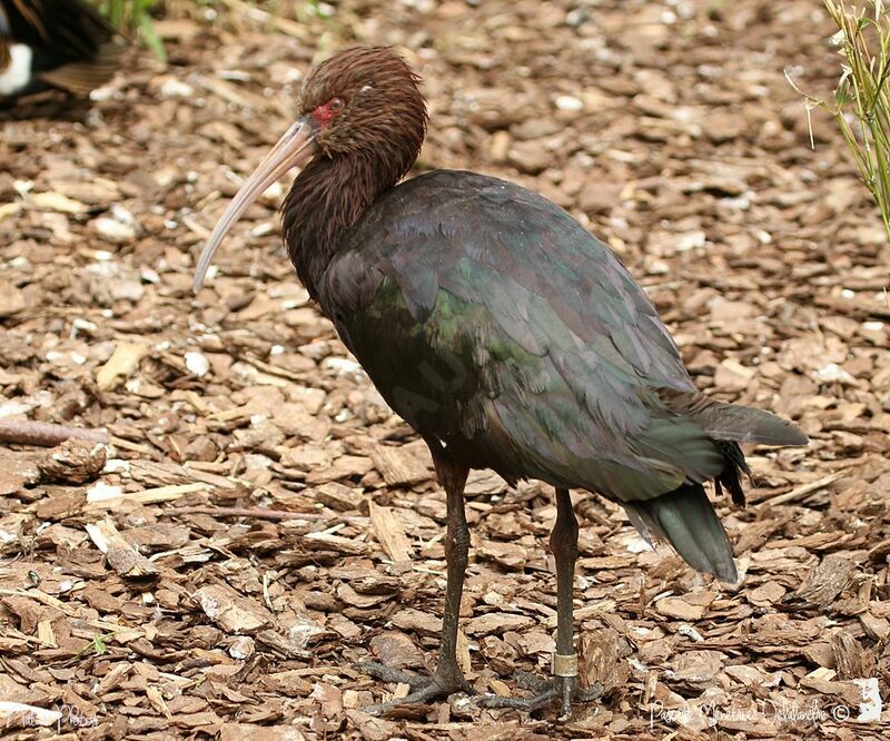 Puna Ibis