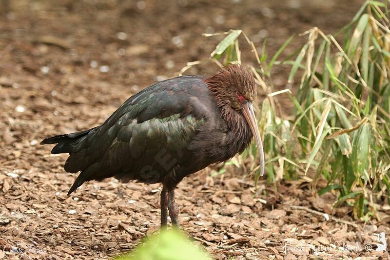 Puna Ibis