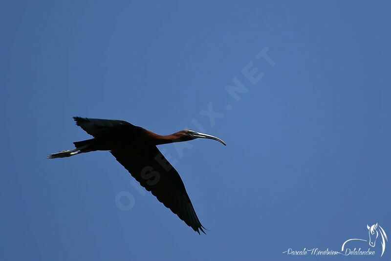 Ibis falcinelle