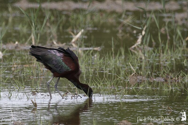 Glossy Ibis