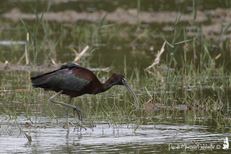 Glossy Ibis