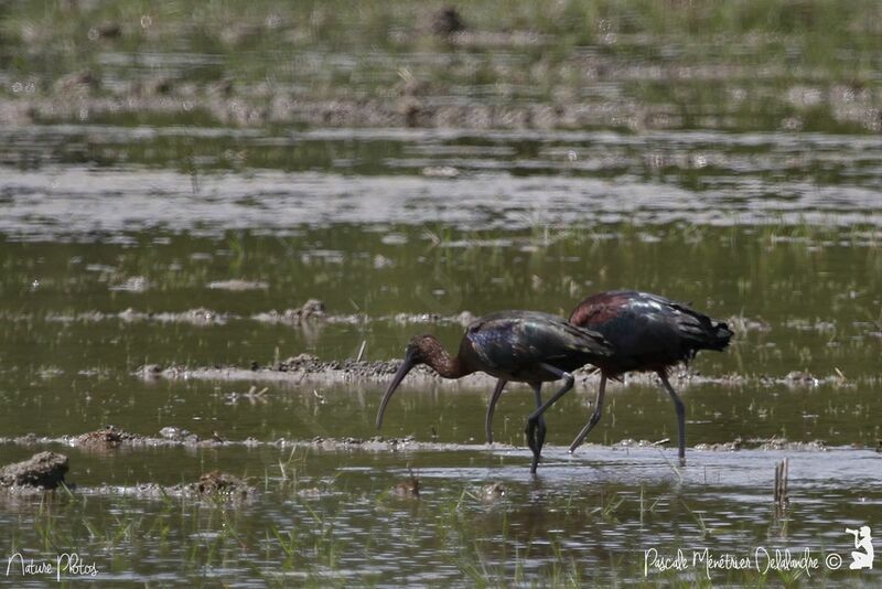 Ibis falcinelle