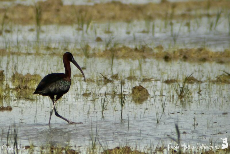 Glossy Ibis