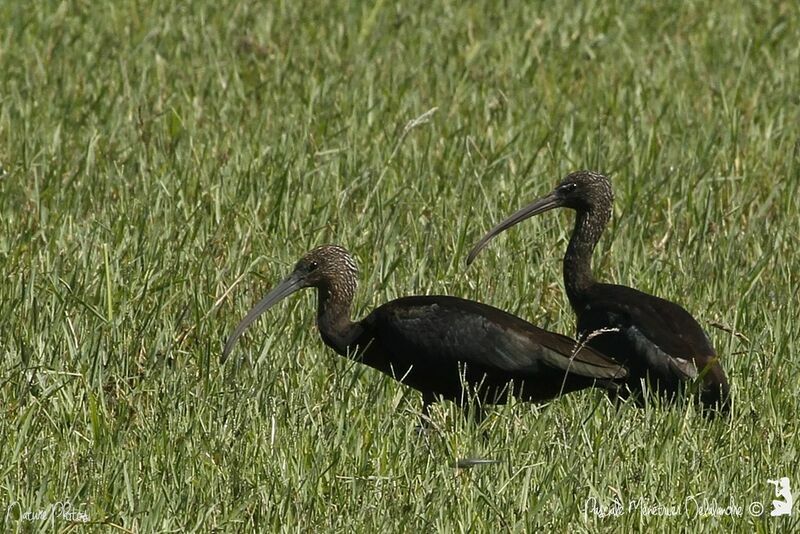 Glossy Ibis