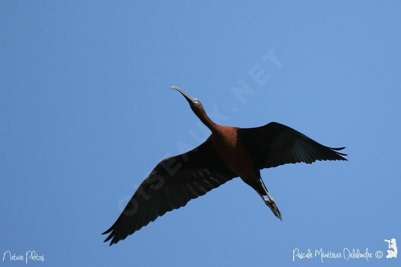 Ibis falcinelle