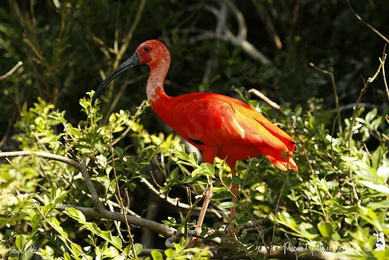 Ibis rouge