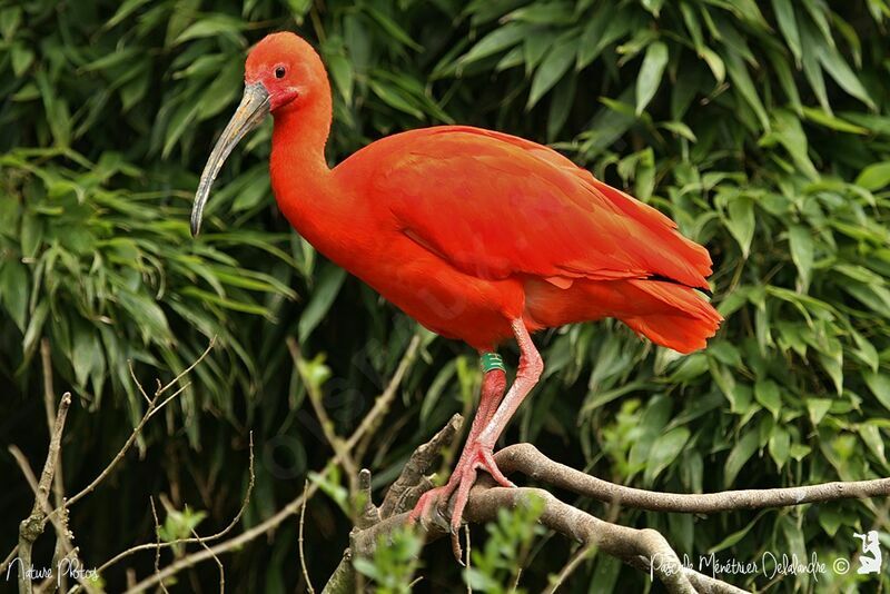 Ibis rouge