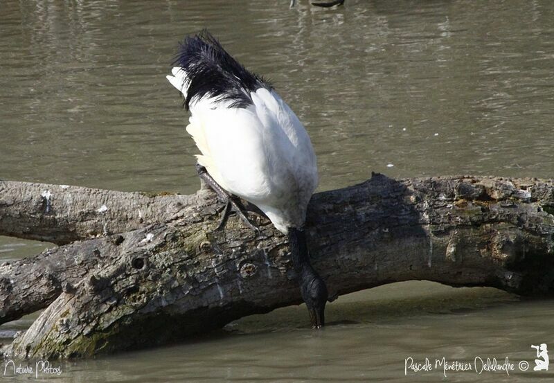 African Sacred Ibis