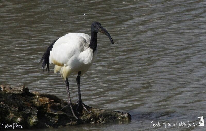 African Sacred Ibis