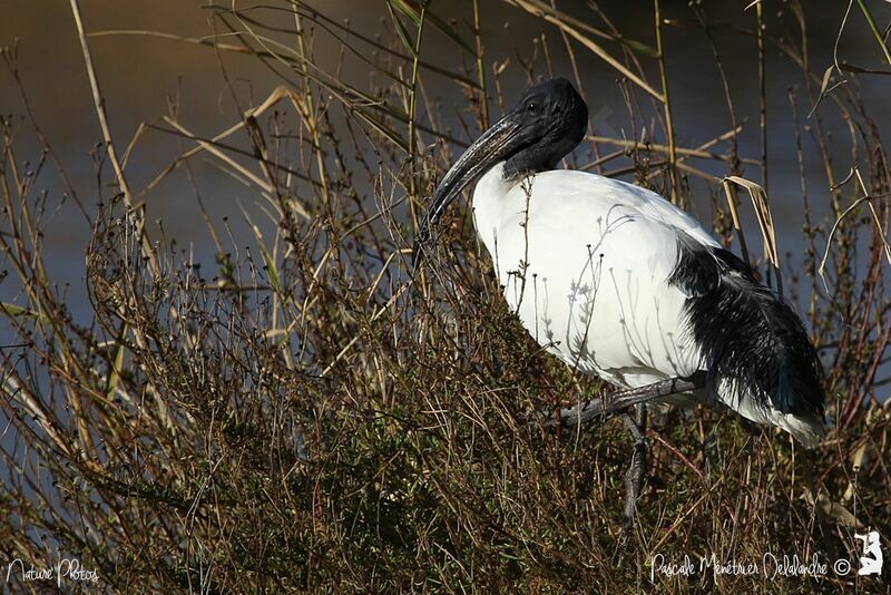 African Sacred Ibis