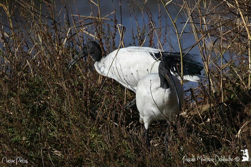 Ibis sacré