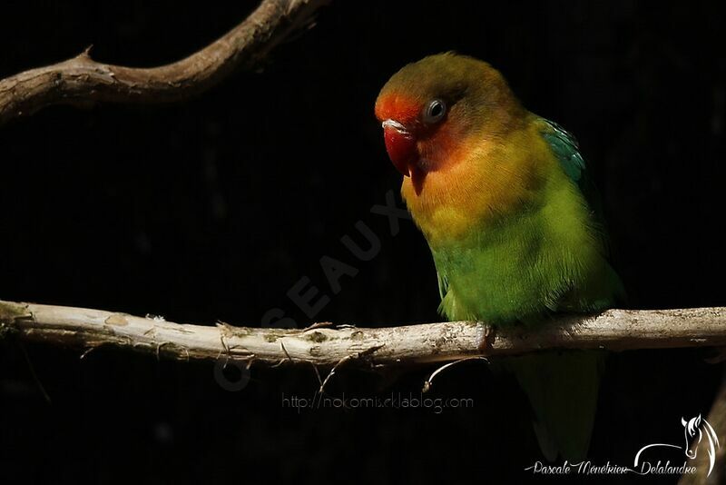 Fischer's Lovebird