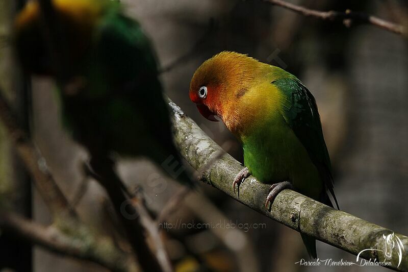 Fischer's Lovebird