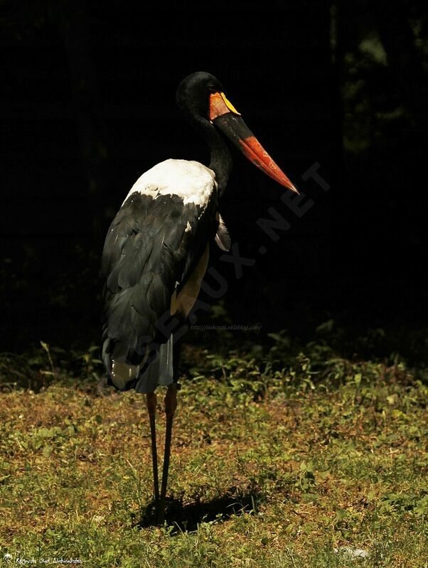 Saddle-billed Stork