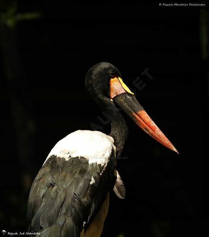 Saddle-billed Stork