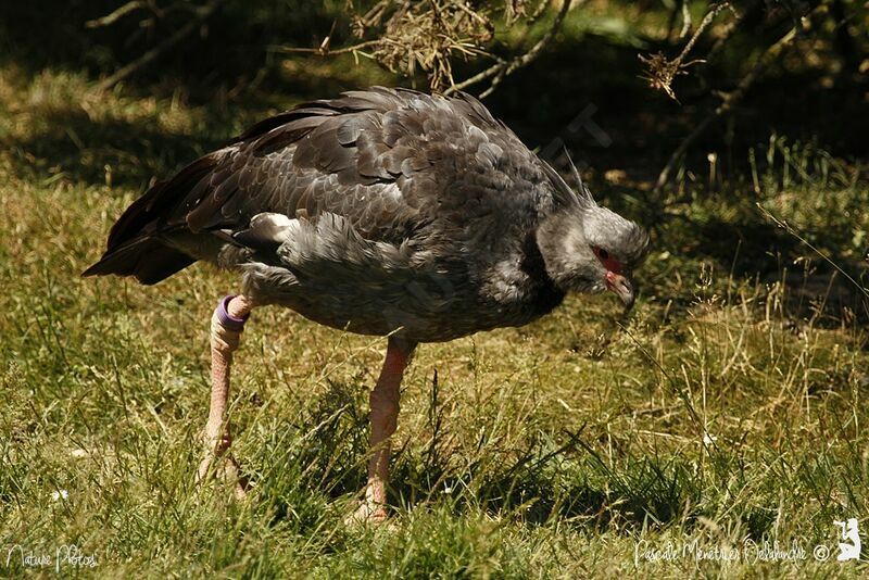 Southern Screamer