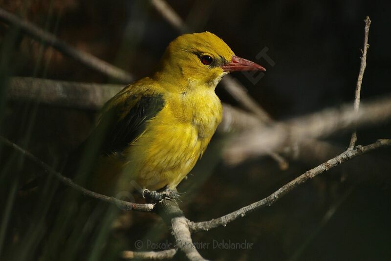 Eurasian Golden Oriole