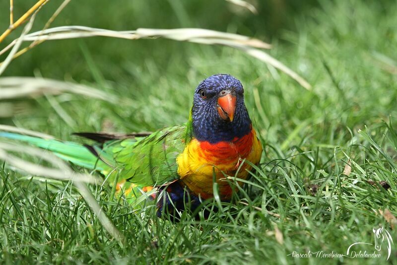 Coconut Lorikeet