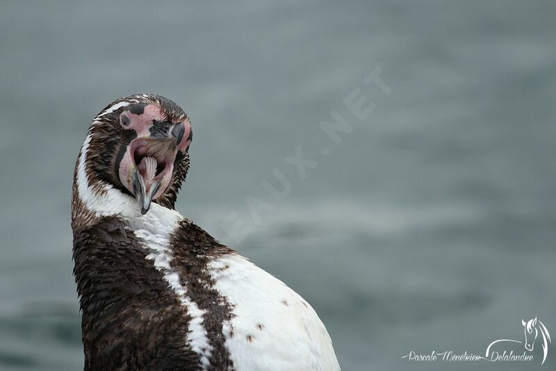 Humboldt Penguin