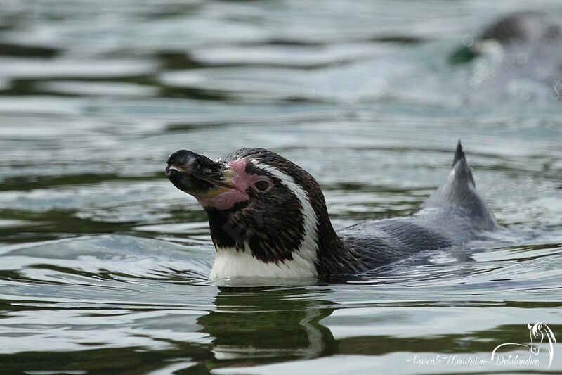 Humboldt Penguin