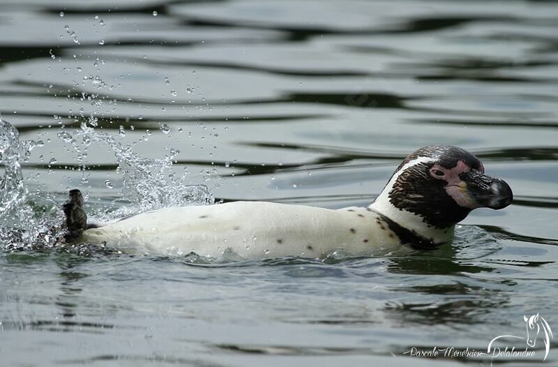 Humboldt Penguin