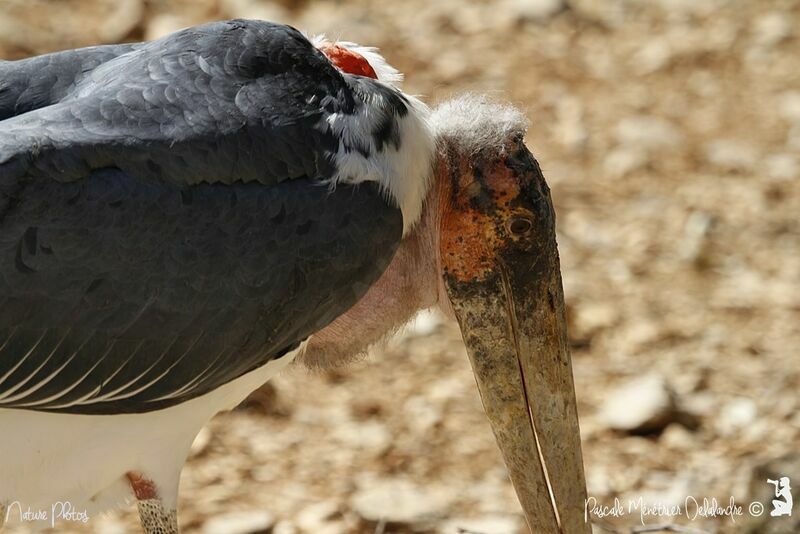 Marabou Stork