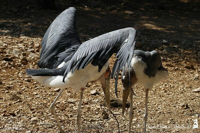 Marabou Stork