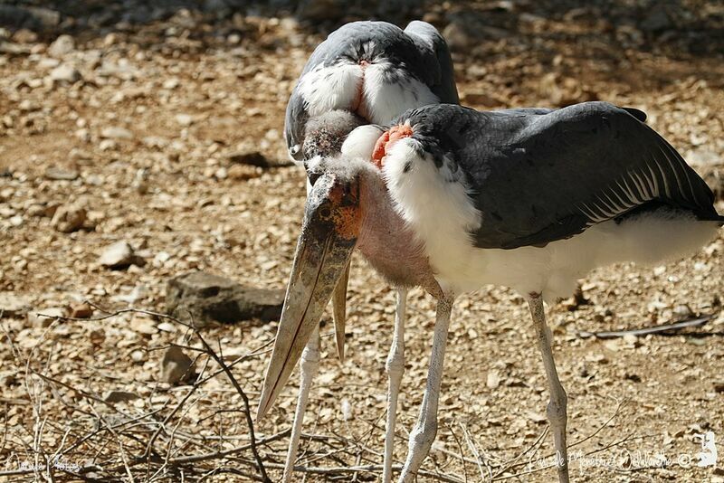 Marabou Stork