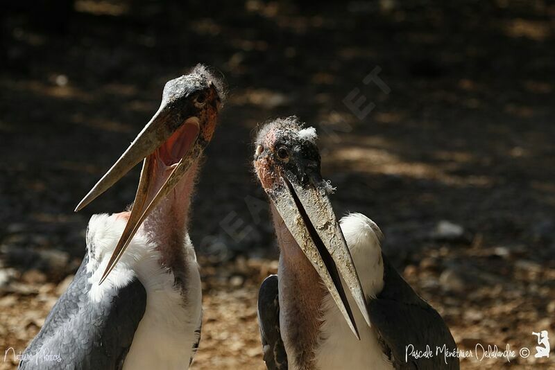 Marabou Stork