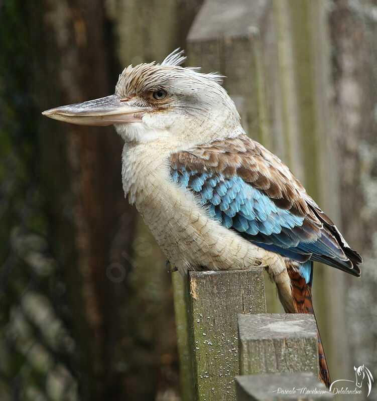 Martin-chasseur à ailes bleues