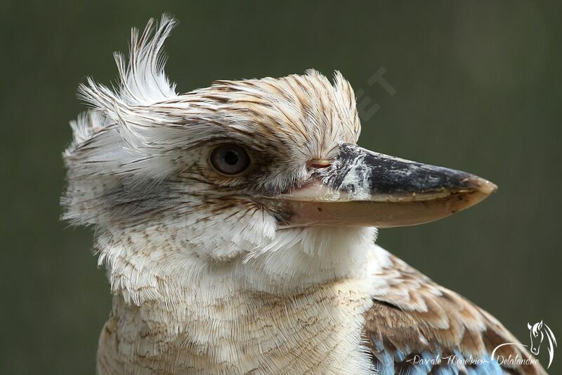 Blue-winged Kookaburra