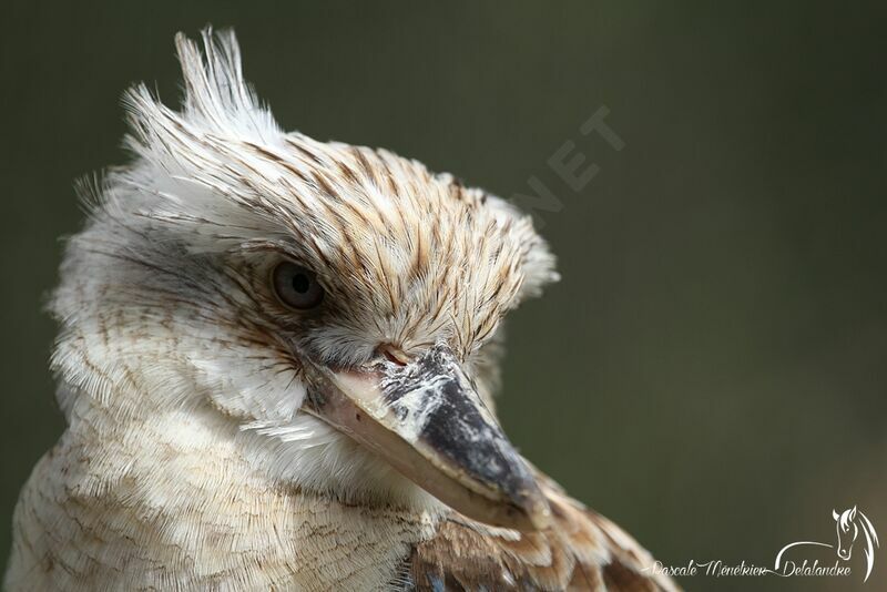 Blue-winged Kookaburra