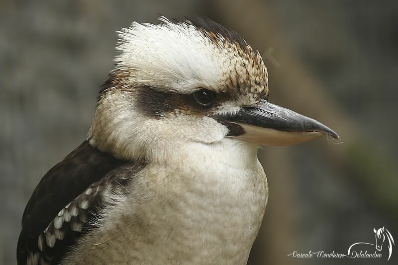 Laughing Kookaburra