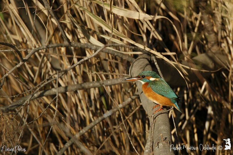 Common Kingfisher female