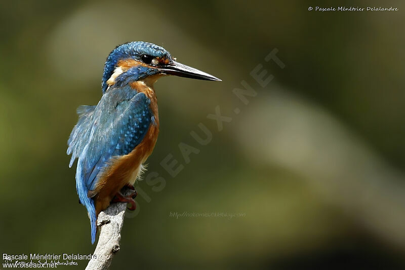 Martin-pêcheur d'Europe mâle